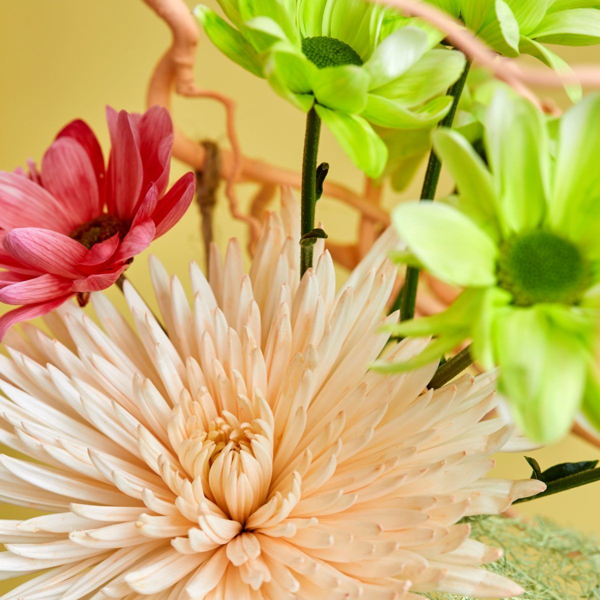 gekleurde chrysanten