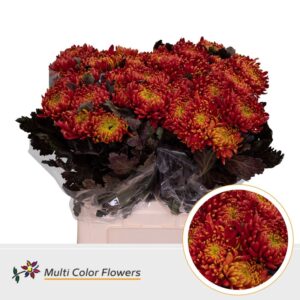Chr. Fuego Rood – 70cm