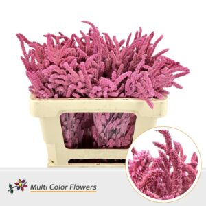 Amaranthus Rose Nieuw – 50cm