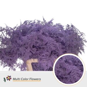 Asparagus lang Milka – 85cm