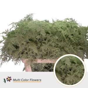 Asparagus lang Mint – 85cm