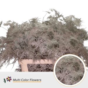 Asparagus lang Platina – 85cm