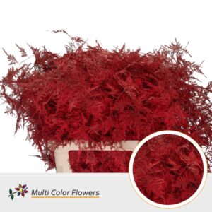 Asparagus lang Rood – 85cm