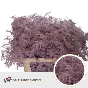 Asparagus lang Rose licht – 85cm