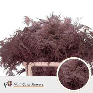 Asparagus lang Rose metallic – 85cm