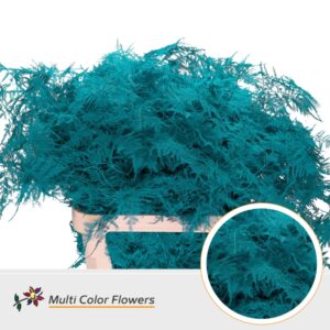 Asparagus lang Turquoise – 85cm