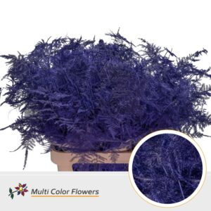 Asparagus lang Violet donker – 85cm