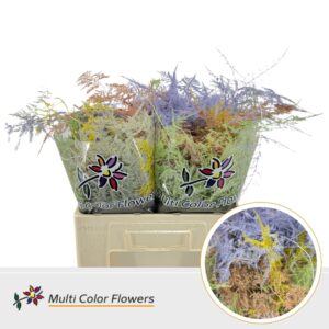 Asparagus Middel Easter Mix – 60cm