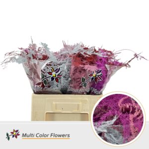 Asparagus Middel Love Mix – 60cm