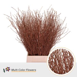 Berk Bruin – 70cm