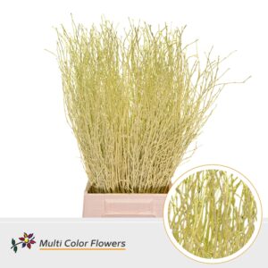 Berk Creme – 70cm