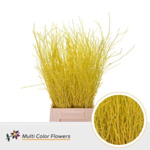 Berk Geel – 70cm