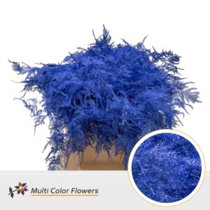 Asparagus 1e V Blauw donker – 45cm