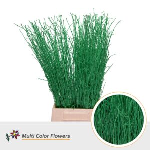 Berk Groen donker – 70cm
