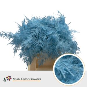 Asparagus 1e V Blauw licht – 45cm