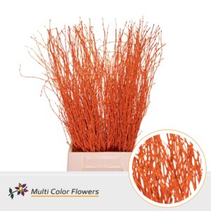Berk Oranje – 70cm