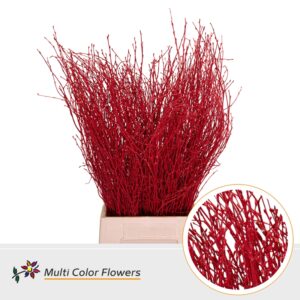 Berk Rood – 70cm