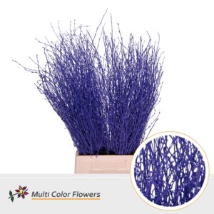 Berk Violet donker – 70cm