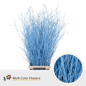 Berk Blauw Licht – 120cm
