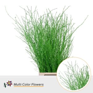Berk Groen appel – 120cm