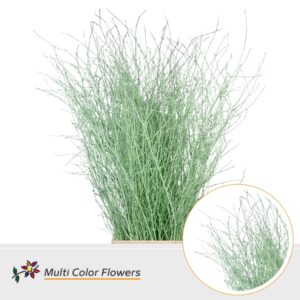 Berk Mint – 120cm