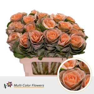 Brassica Apricot – 60cm