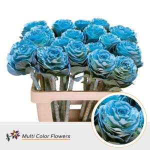 Brassica Blauw licht – 60cm