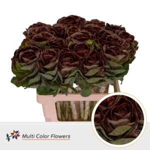 Brassica Bordeaux – 60cm