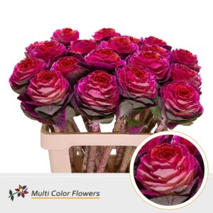 Brassica Erica Hart Rood – 60cm