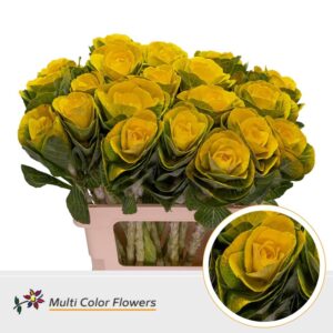 Brassica Geel – 60cm