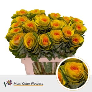 Brassica Geel Hart Oranje – 60cm