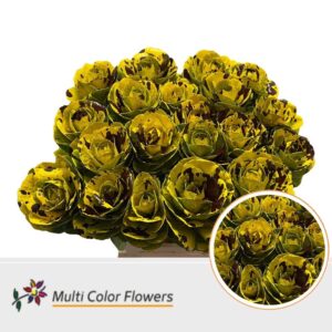Brassica Geel Splash Bordeaux – 60cm