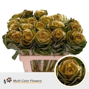 Brassica Goud – 60cm