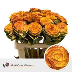 Brassica Herfst Geel – 60cm