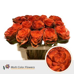 Brassica Herfst Oranje – 60cm