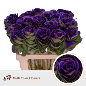 Brassica Lila donker – 60cm
