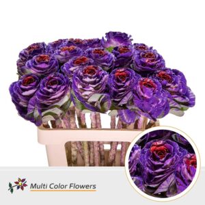 Brassica Lila donker Hart Rood – 60cm