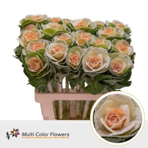 Brassica MarshM Apricot – 60cm