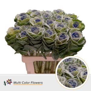Brassica MarshM Blauw Donker – 60cm