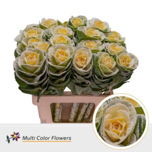 Brassica MarshM Geel – 60cm