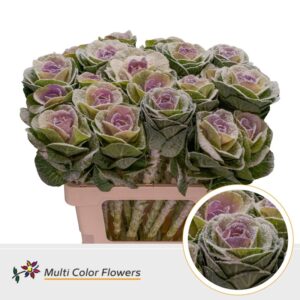 Brassica MarshM Milka – 60cm