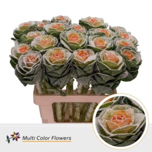 Brassica MarshM Oranje – 60cm
