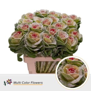 Brassica MarshM Rood – 60cm