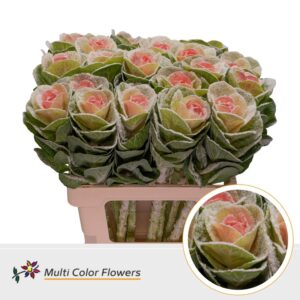 Brassica MarshM Rose – 60cm
