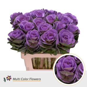 Brassica Milka – 60cm