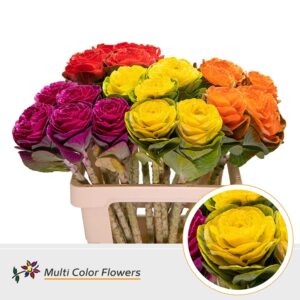 Brassica Mix – 60cm