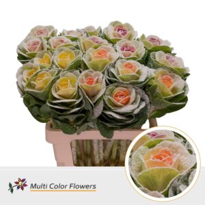 Brassica Mix MarshM – 60cm