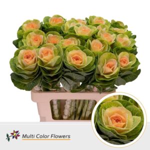 Brassica Naturel Hart Apricot – 60cm