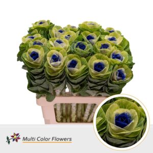 Brassica Naturel Hart Blauw donker – 60cm
