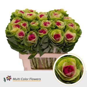Brassica Naturel Hart Erica – 60cm